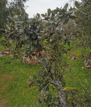 El Canto del Peso-Galapagar必去景点