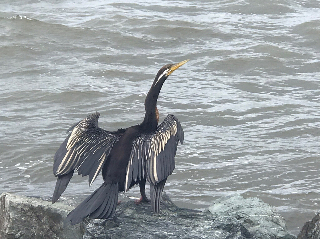 Pelican Park景点图片