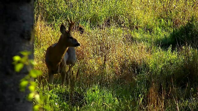 Borzont旅游攻略图片