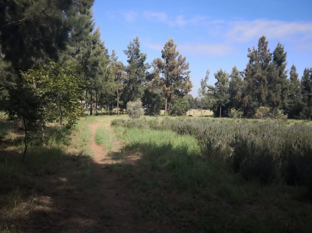 Rosemary Hill Mountain Bike Park-比勒陀利亚必去景点