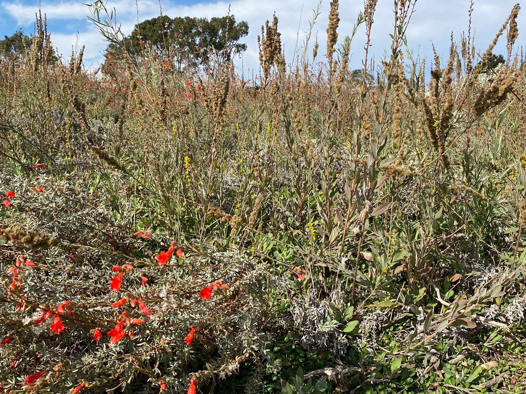 Civic Center Park-纽波特海滩必去景点
