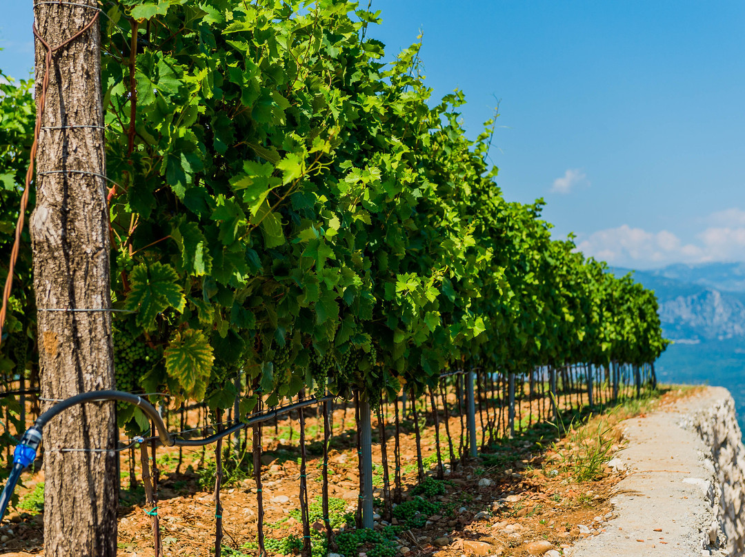 Wine Tasting at Winery Lipovac-Rijeka Crnojevica必去景点