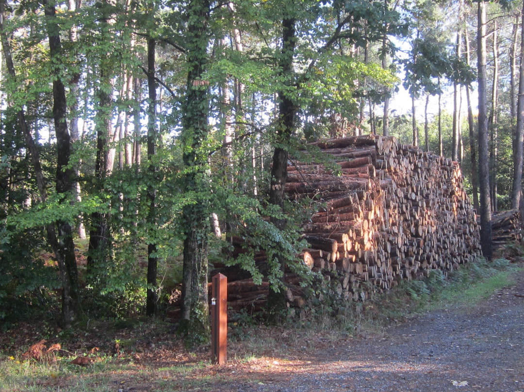 Forêt de Chinon景点图片