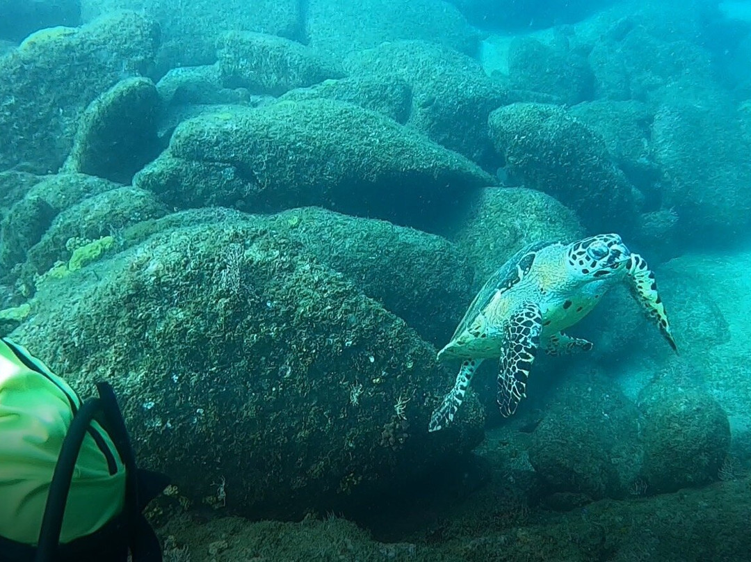 Scuba Steve-新瓦雅塔必去景点