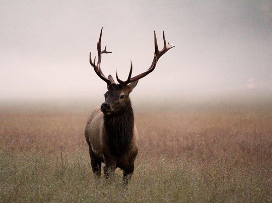 Cataloochee Valley Tours-韦恩斯维尔必去景点
