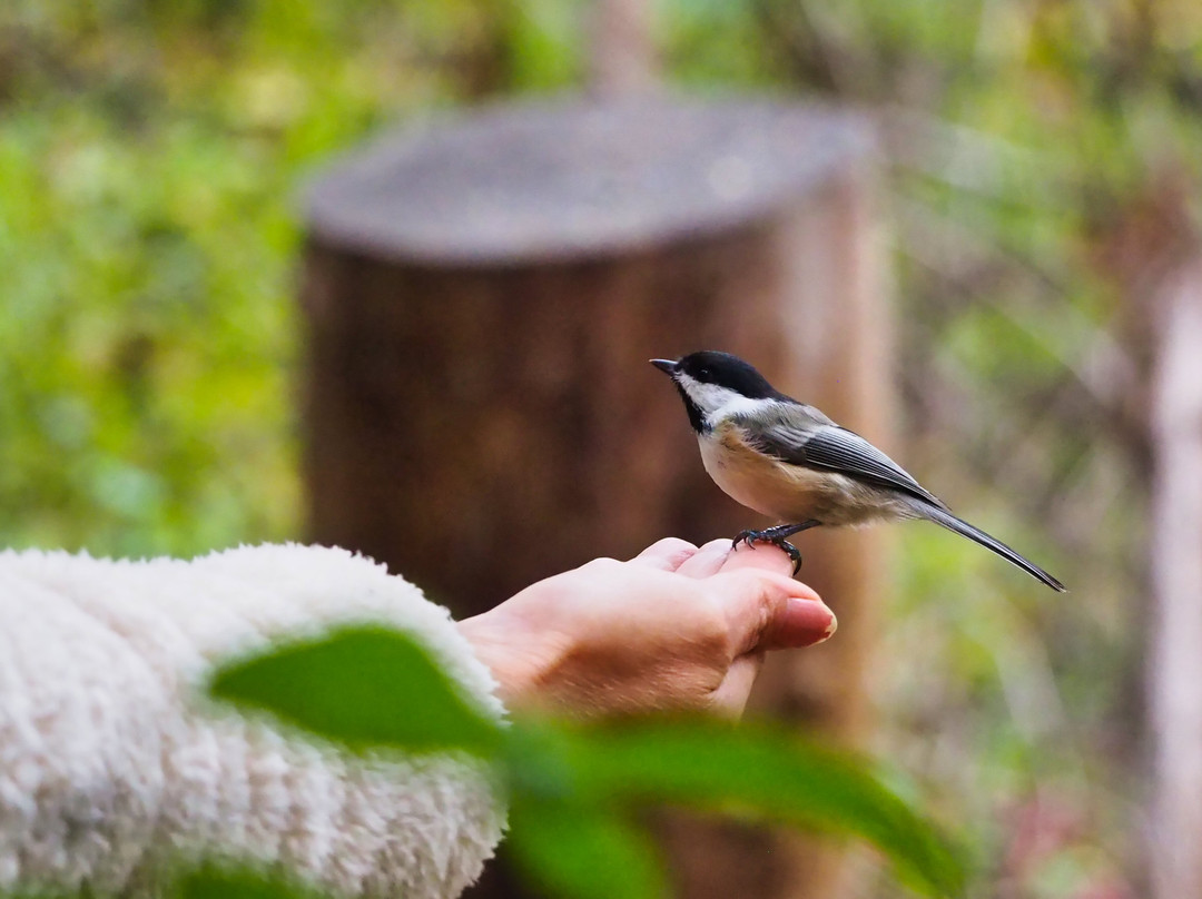 The Riverwood Conservancy-米西索加必去景点