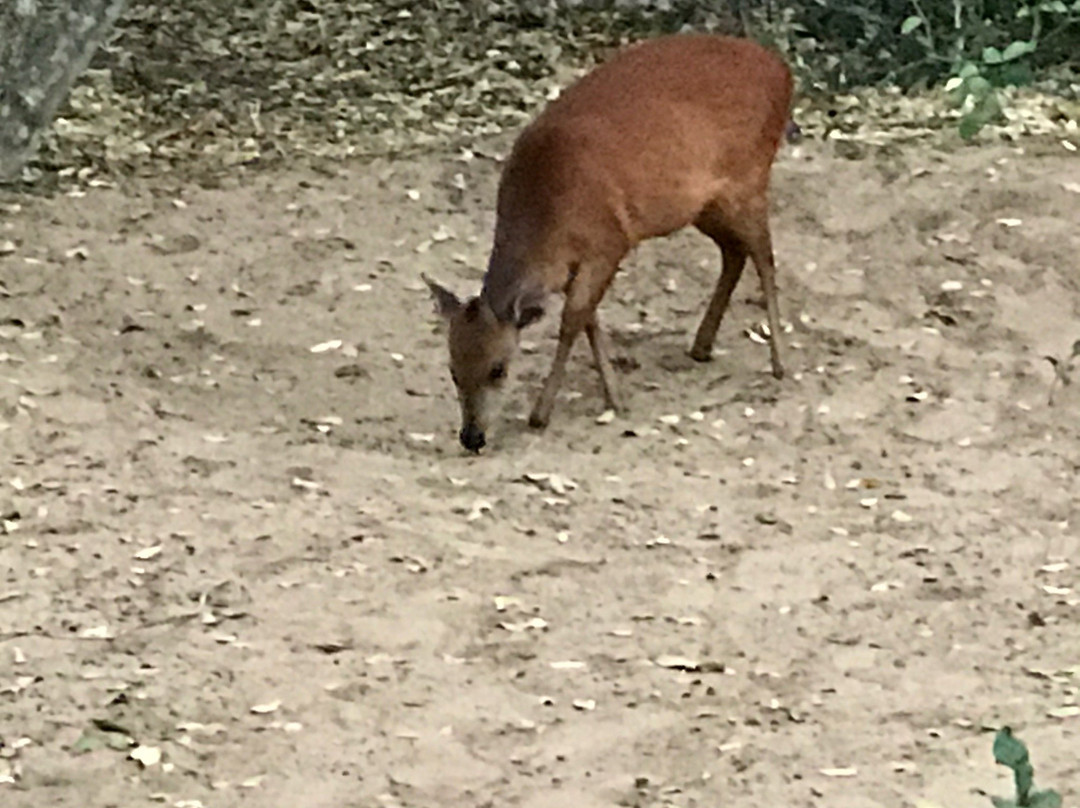 Kuleni Game Park-赫卢赫卢韦必去景点