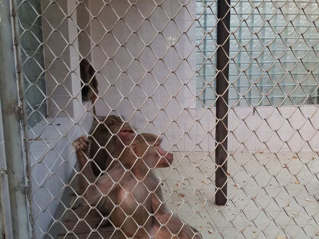 Sukhumi Monkey Nursery-Sukhumi必去景点