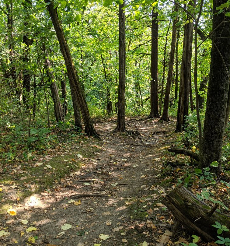 White Pines Forest State Park景点图片