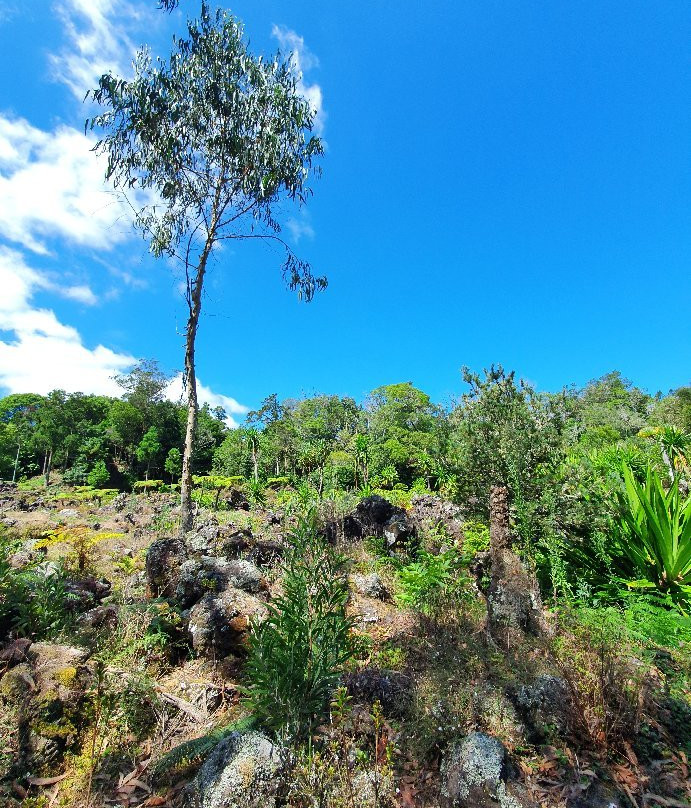 Reserva Florestal de Recreio do Pinhal da Paz景点图片