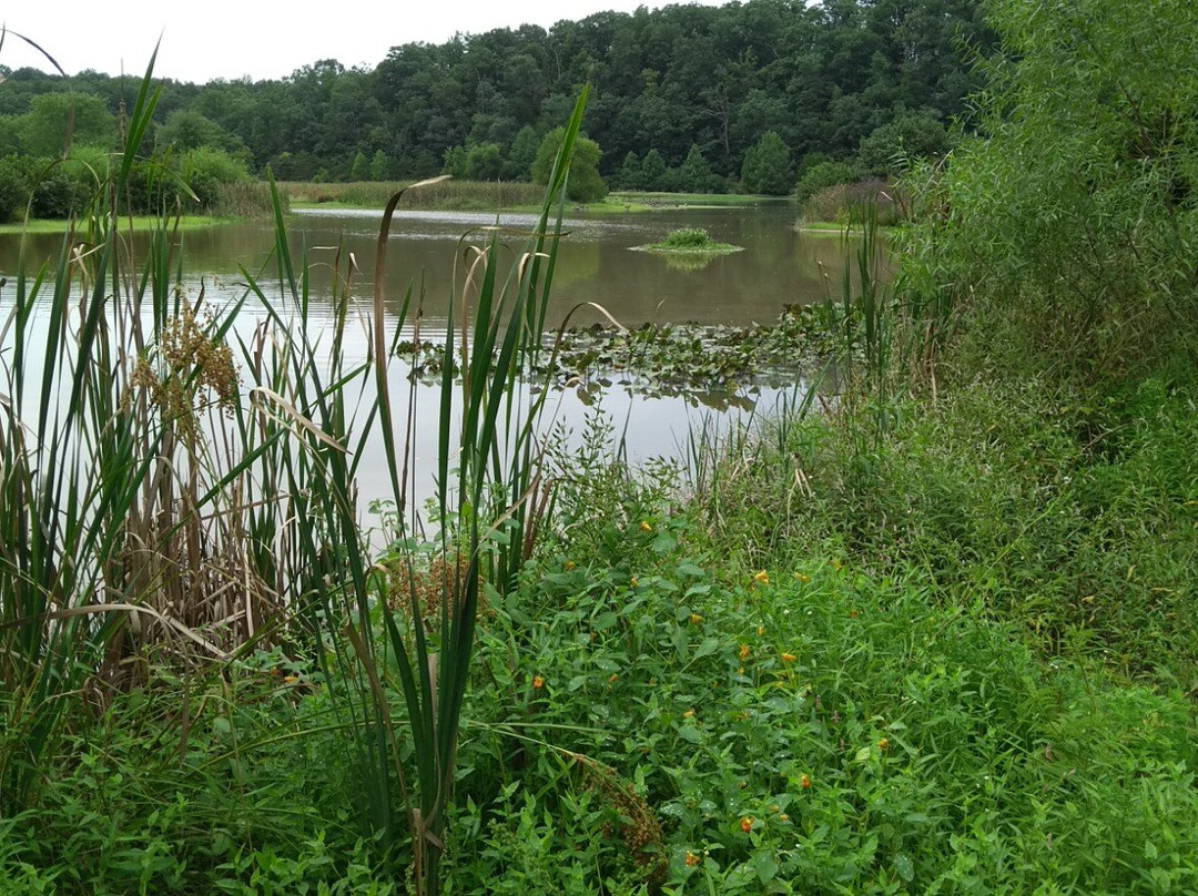 Potomac Valley Audubon Stauffer's Marsh Nature Preserve景点图片