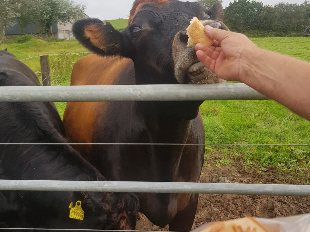 Barton Gate Farm Guesthouse主图