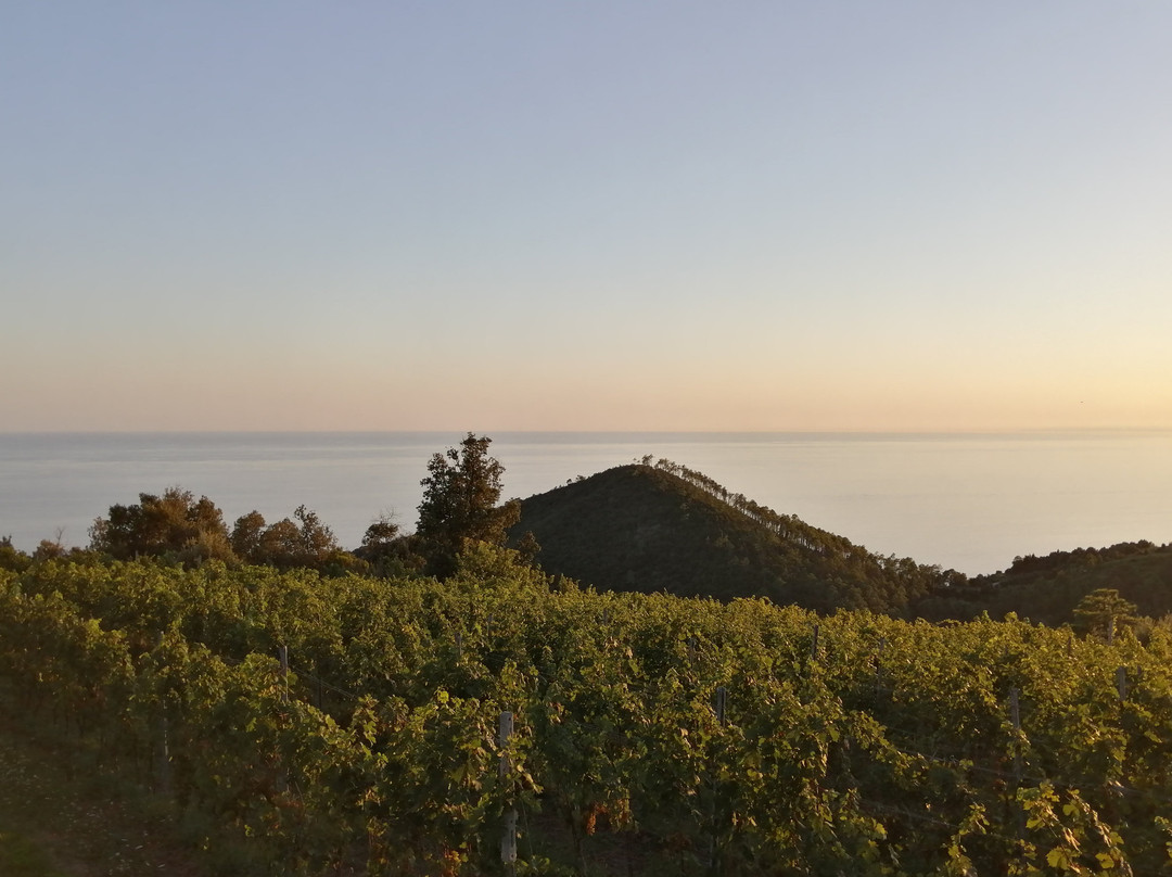 Cà Du Ferrà Wine & Tasting景点图片