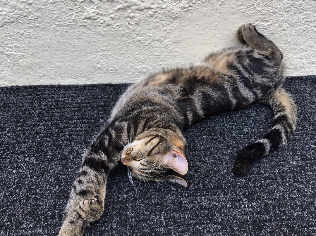 Thornhill Hotel主图