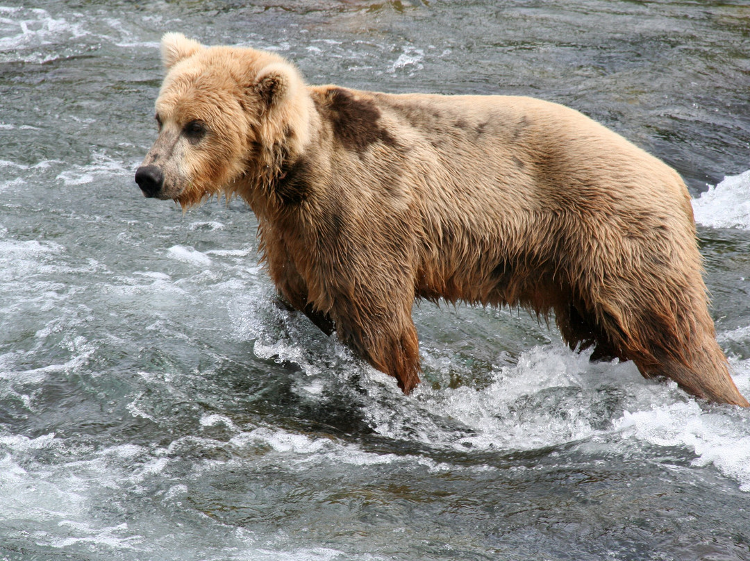Alaska Bear Expeditions Bear Viewing Tours景点图片