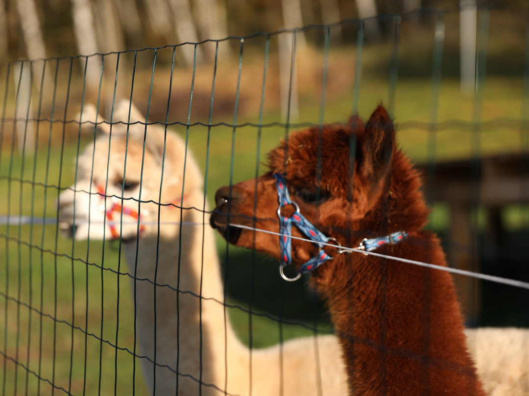 Happy Alpaca-Lachowice必去景点