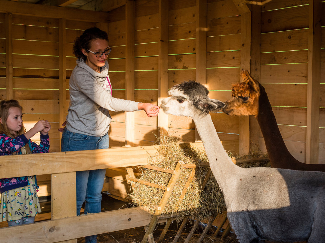 Happy Alpaca-Lachowice必去景点