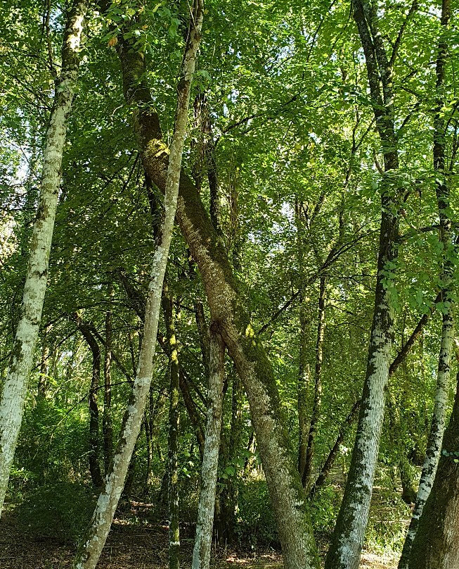 Domaine de Poulaines景点图片