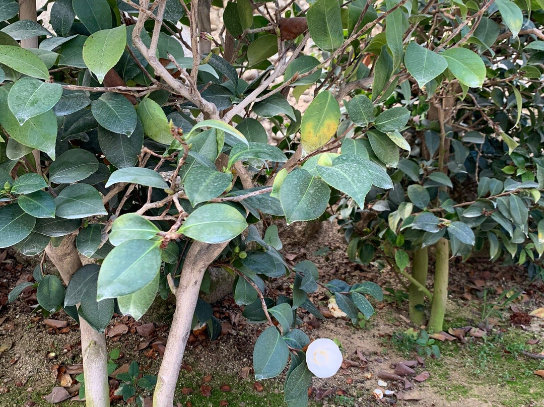 Cactus Valley景点图片