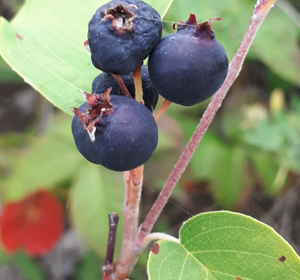 Steep Rock旅游攻略图片