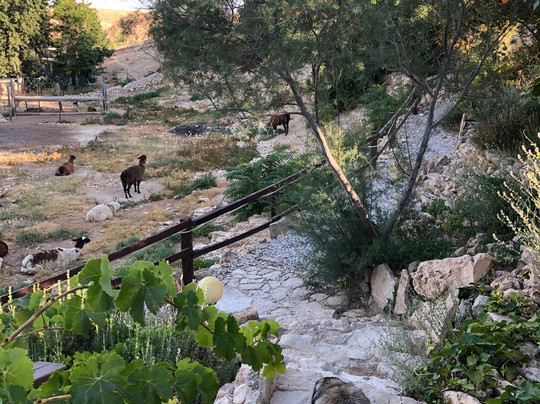 The Alpaca Farm-米茨佩拉蒙必去景点