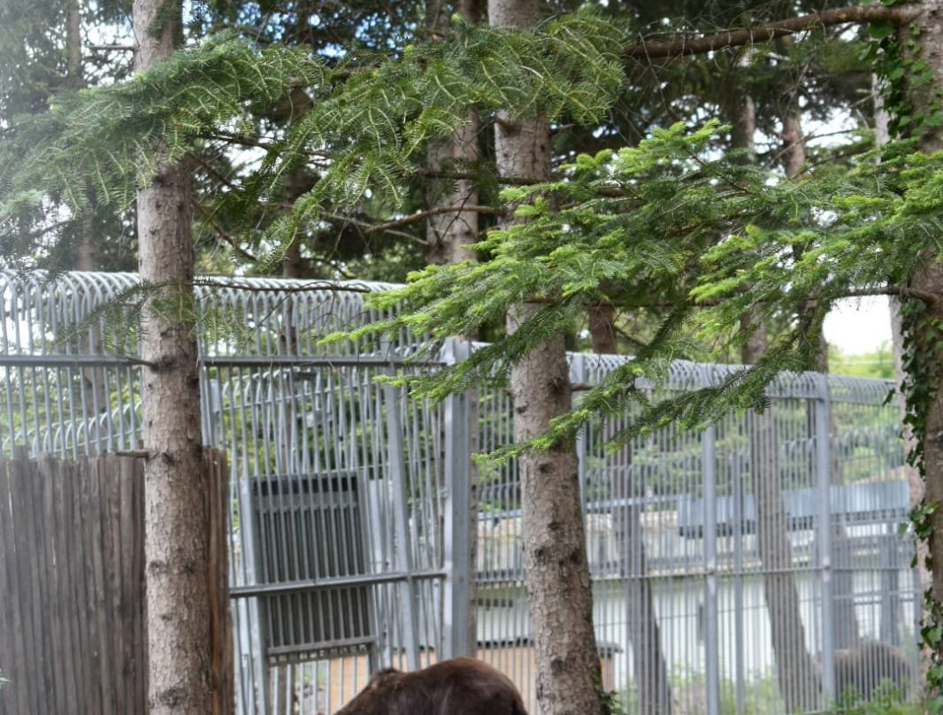 Area Faunistica dell'Orso Bruno景点图片