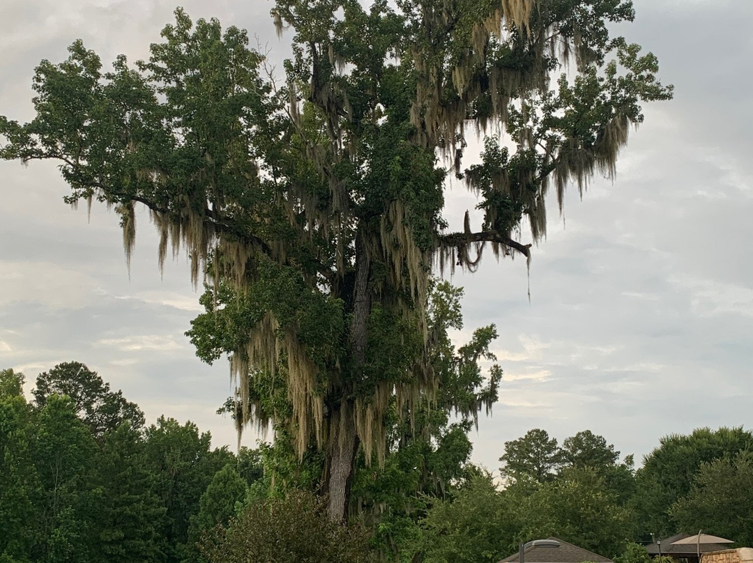 Staybridge Suites Tallahassee I-10 East, an IHG hotel主图