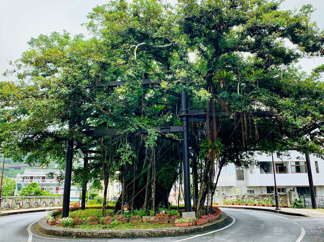 Nago Himpun Banyan Tree-名护市必去景点