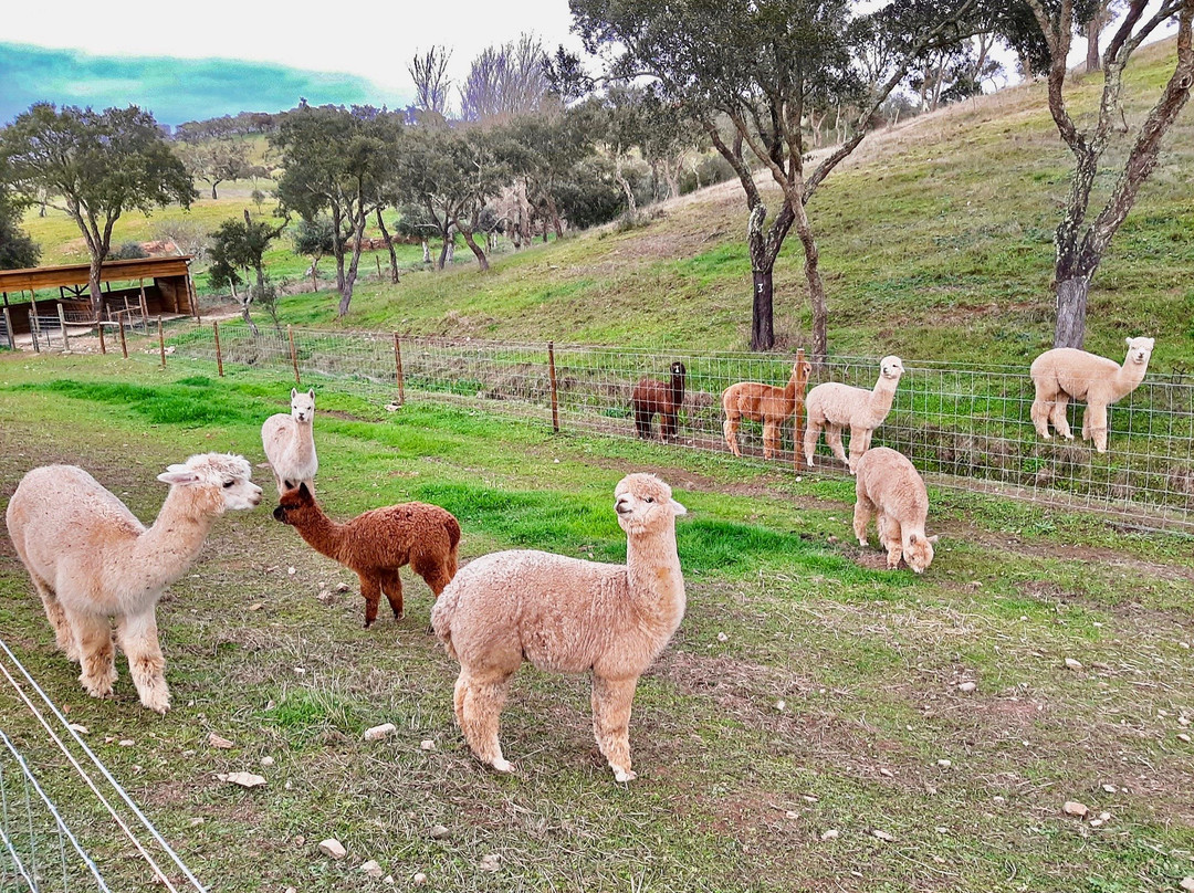 Mama-Adama Alpaca's Farm景点图片