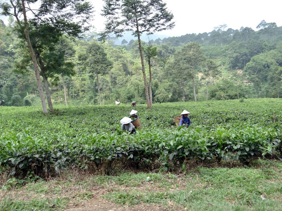 Kemuning Tea Plantation景点图片