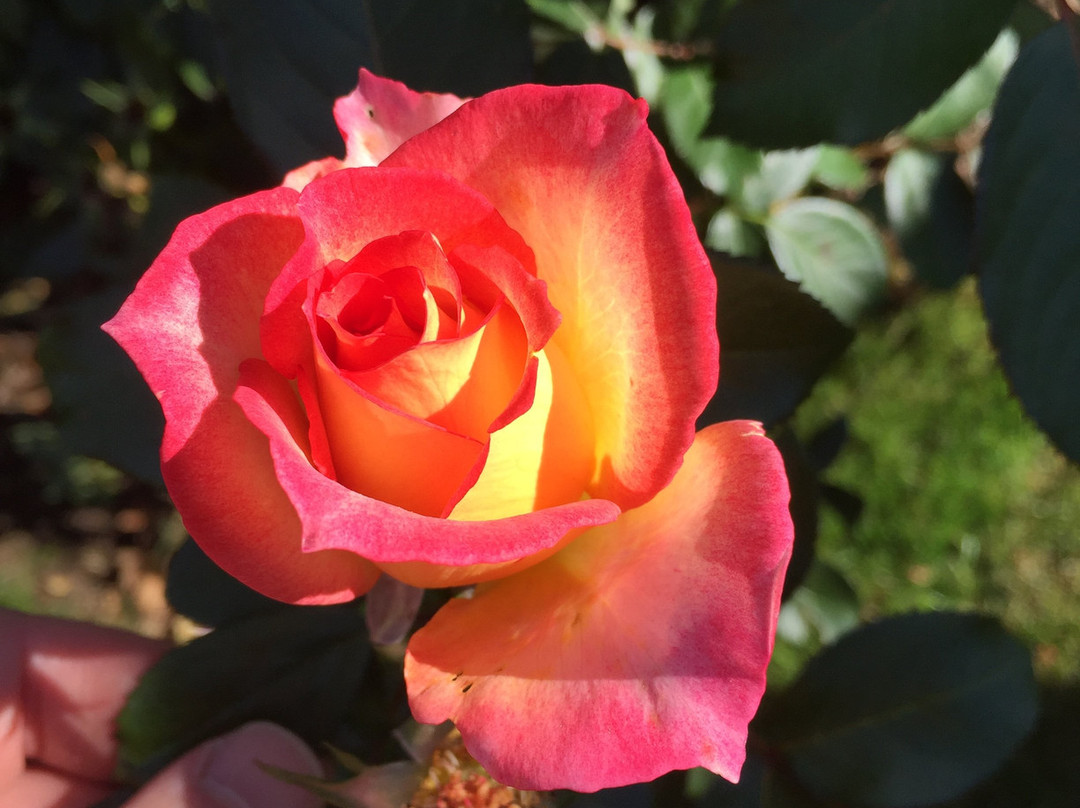Allentown Rose Gardens景点图片