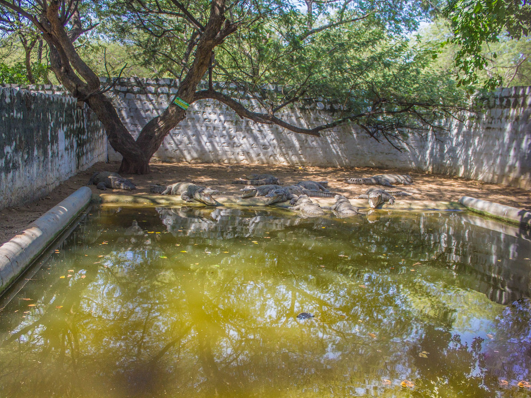 Crocodile Rehabilitation Centre景点图片