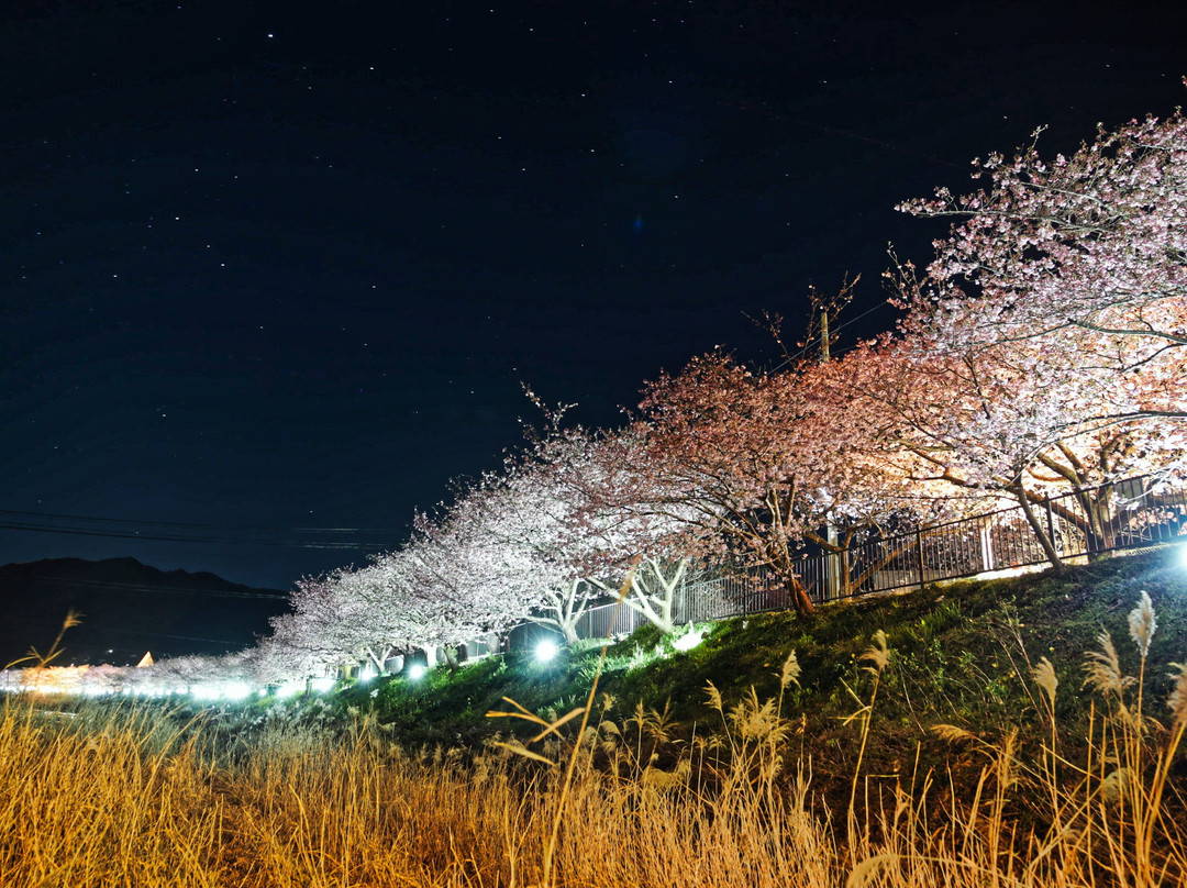 Kawazuzakura Festival景点图片