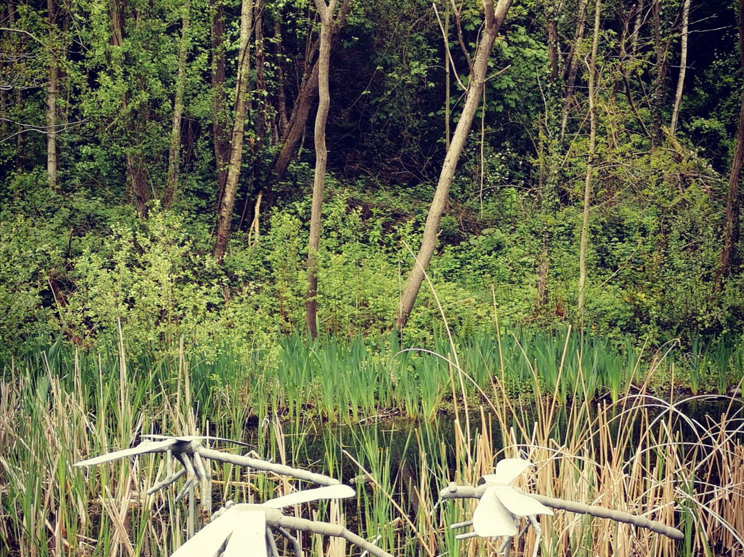 Saltwells National Nature Reserve景点图片