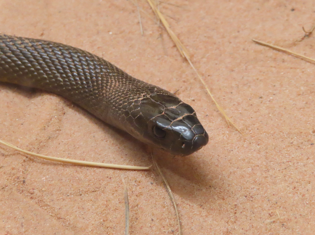 Alice Springs Reptile Centre-爱丽斯泉必去景点