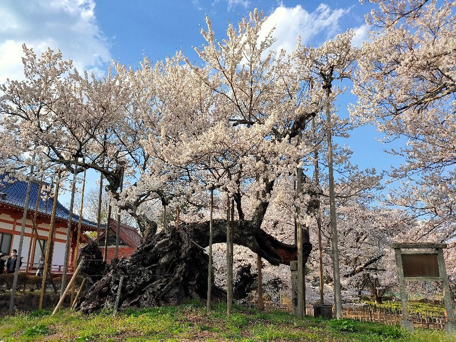 Yamataka Jindai Cherry Blossom景点图片