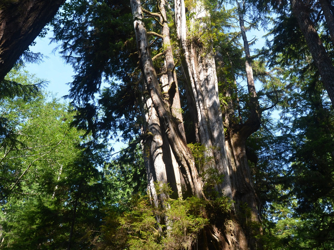 Big Cedar Tree Kalaloch景点图片