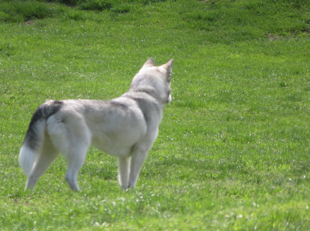 Cuesta Park-山景城必去景点