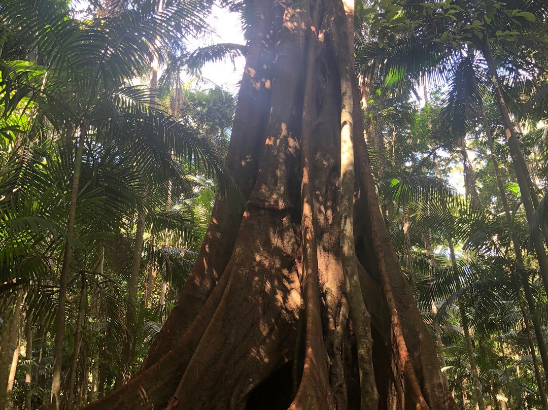 Witches Falls Walking Trail-丹百林山必去景点