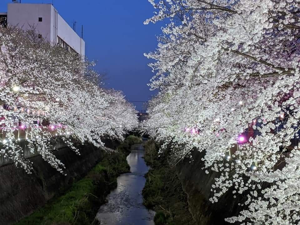 Misawa River Cherry Blossoms-稻城市必去景点