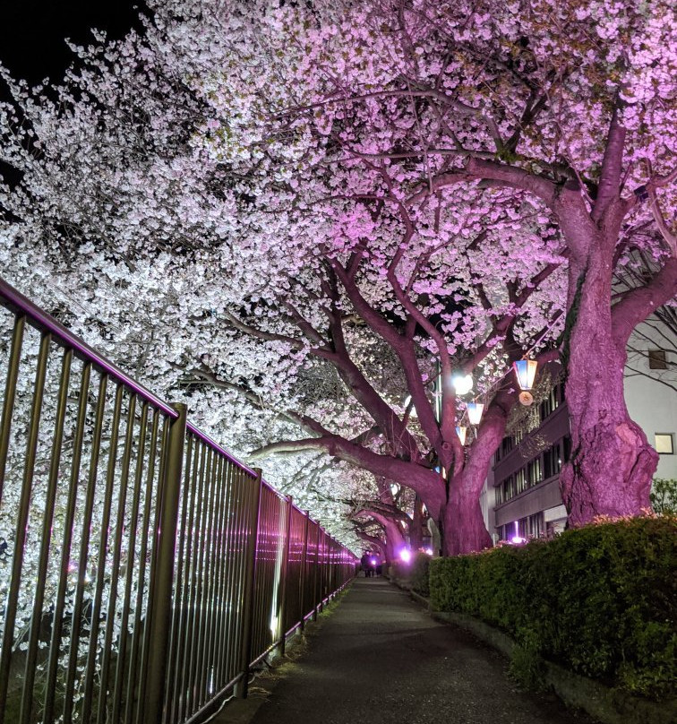 Misawa River Cherry Blossoms-稻城市必去景点