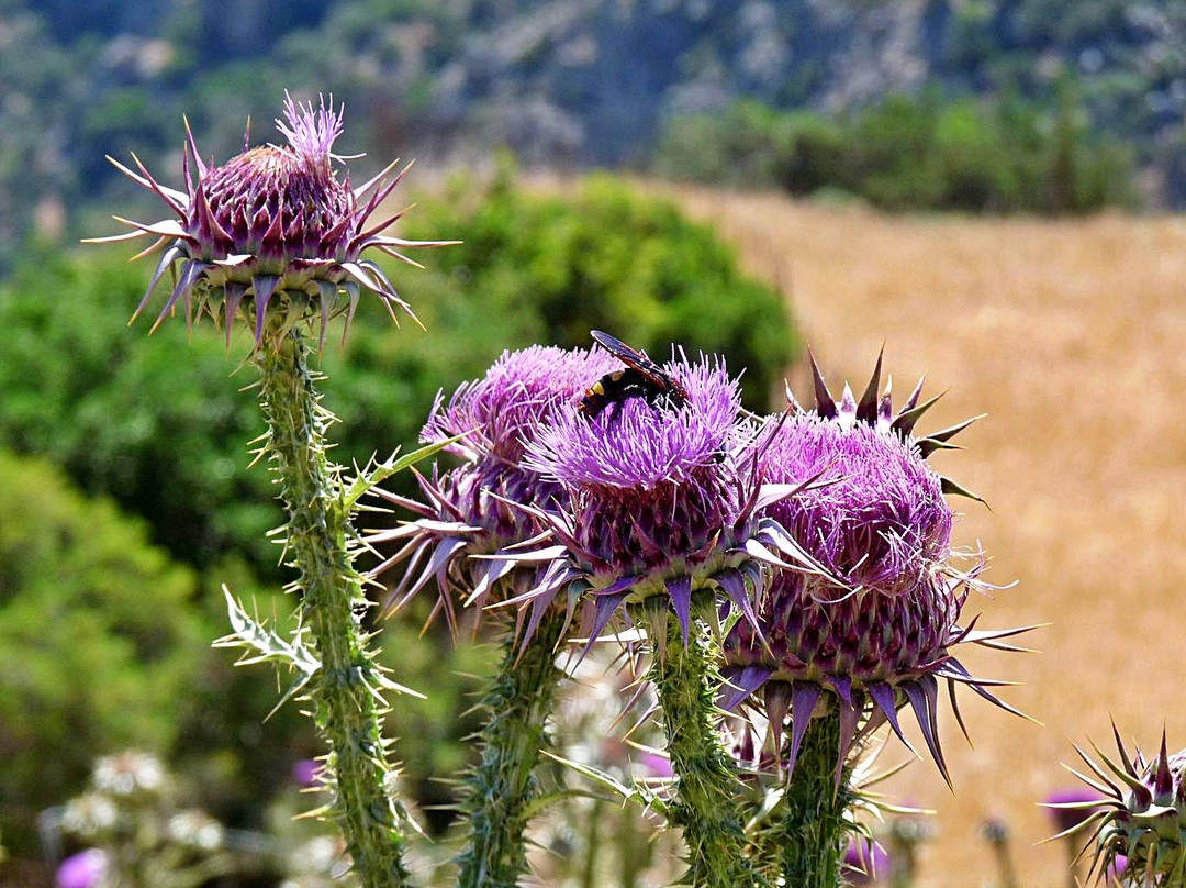 Fournes旅游攻略图片