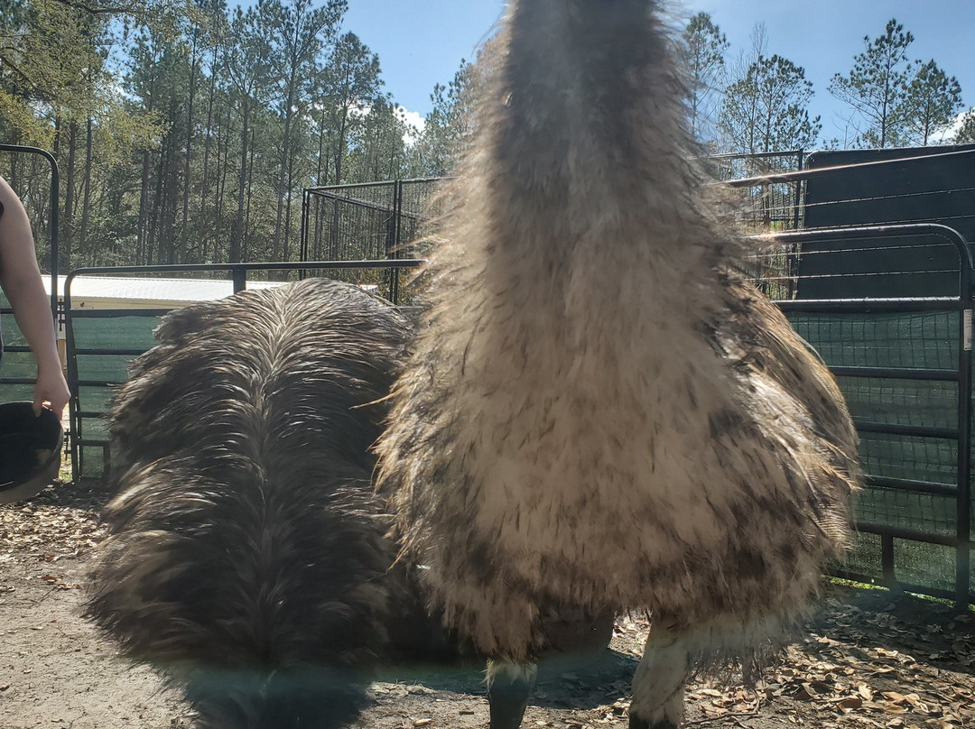 North Florida Wildlife Center景点图片