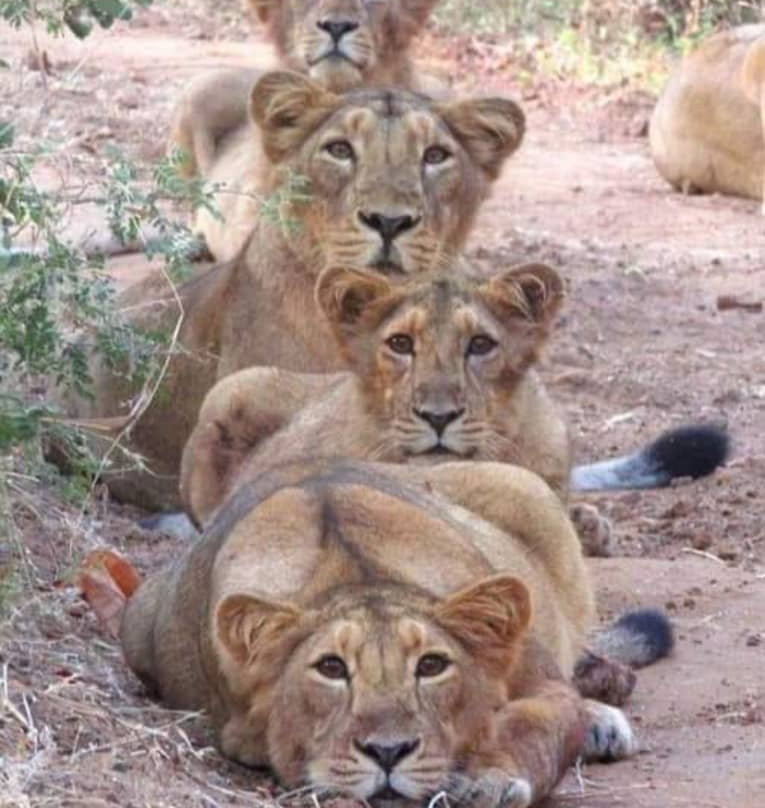 Kilinge Adventures-莫西必去景点