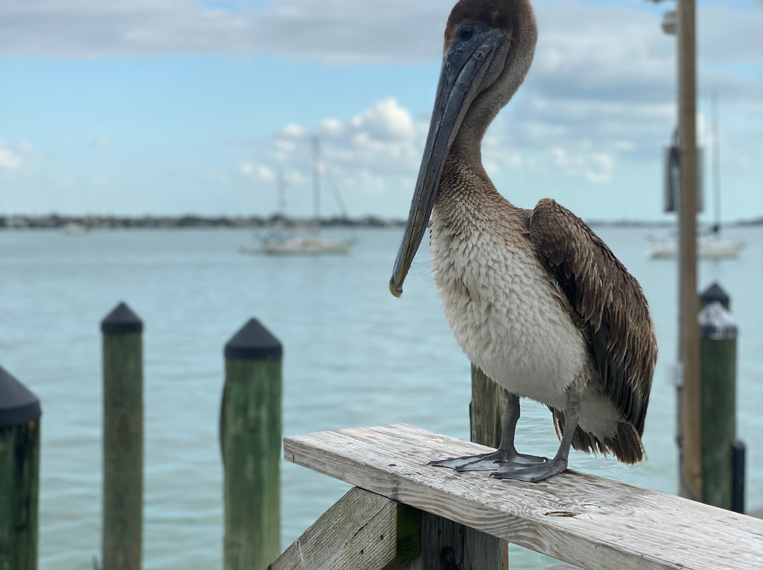 Hart's Landing-萨拉索塔必去景点