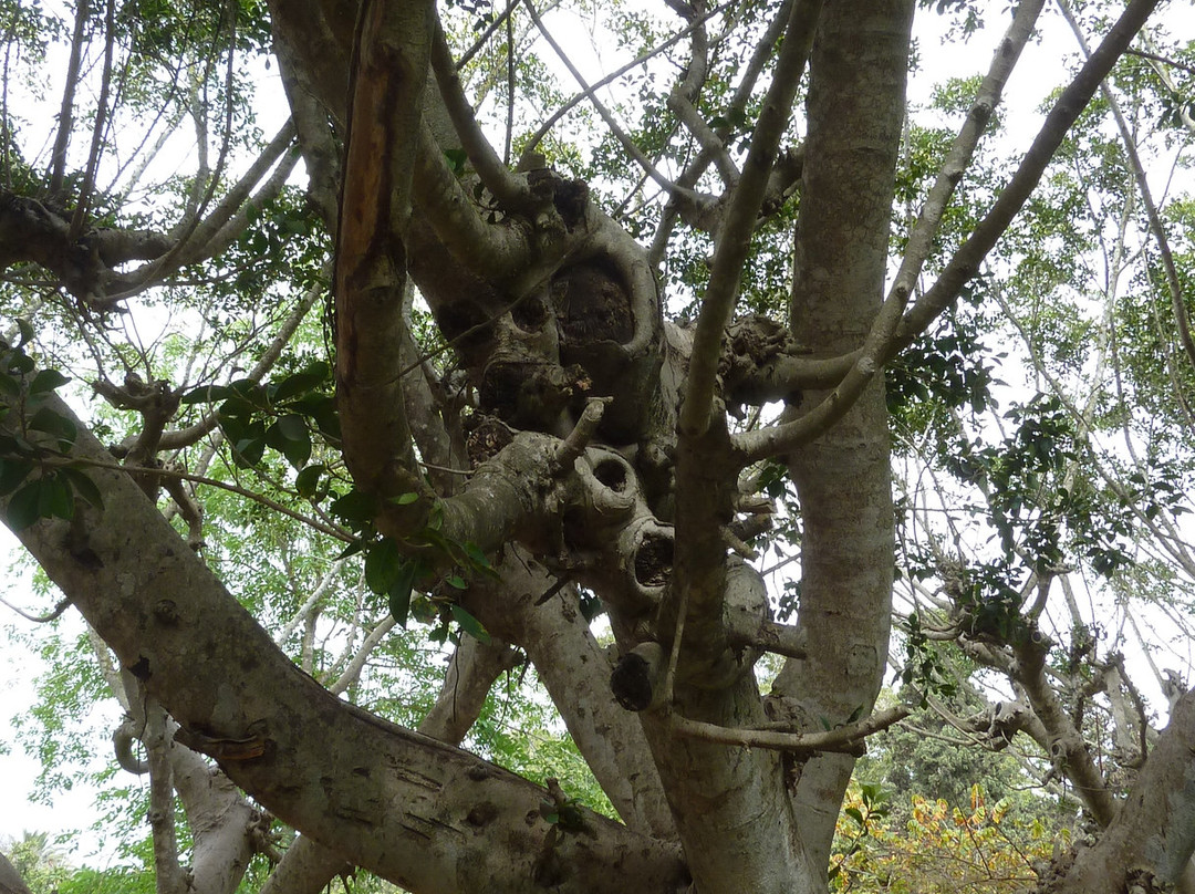 Jardin D'essais-拉巴特必去景点
