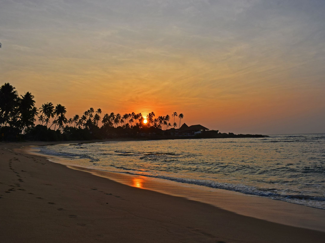 White Lion Paradise主图