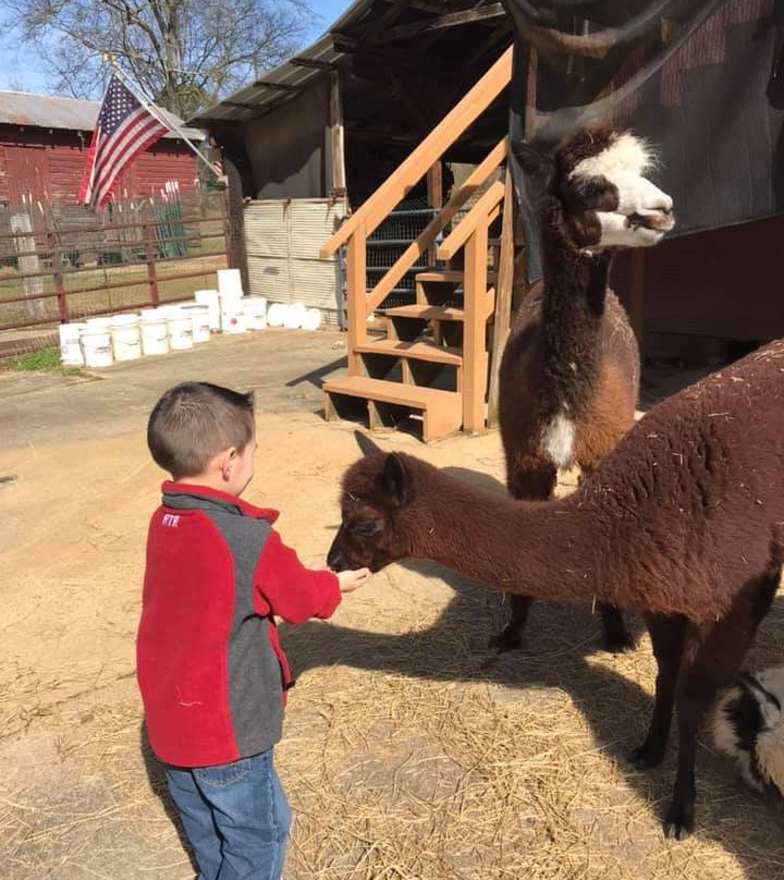 Blackberry Hill Alpacas Weddings and Events景点图片