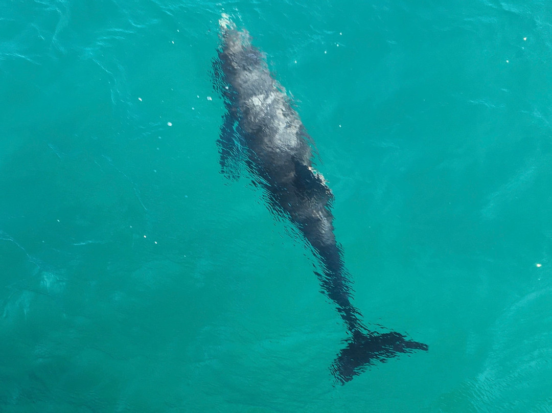Wildlife Coast Cruises-考斯必去景点