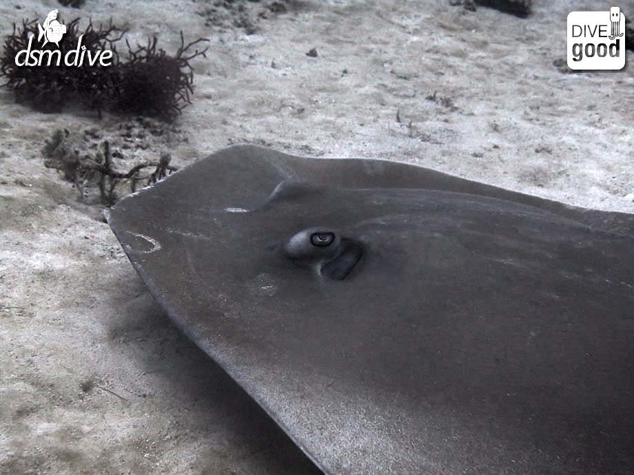 DSM Dive - Lombok-Senggigi必去景点